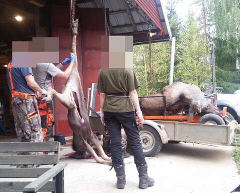 Three people, a dressed calf in the foreground hanging by a hoof, a dressed heifer in the background on a moose puller